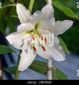 Hybride oriental 'Rialto', Orientlilja (Lilium orientalis) Banque D'Images