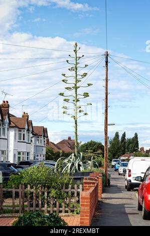 Une plante d'agave fleurissant dans un jardin de banlieue, Shepperton Surrey Angleterre Royaume-Uni Banque D'Images