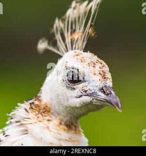 Portrait de Peafowl indienne femelle, Pavo cristatus Banque D'Images