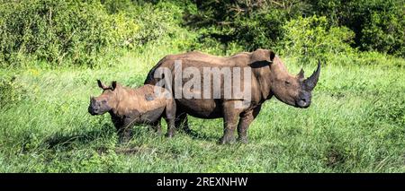 White Rhino mère et son petit Banque D'Images