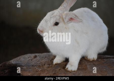 Magnifique lapin blanc moelleux assis sur un rocher. Banque D'Images
