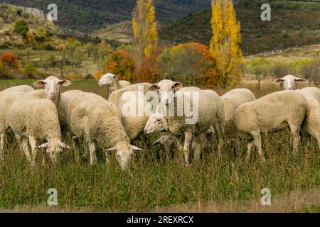 Troupeau de moutons, Santa María de la Nuez, municipalité de Bárcabo, Cobrarbe, province de Huesca, Communauté autonome d'Aragon, chaîne des Pyrénées Banque D'Images