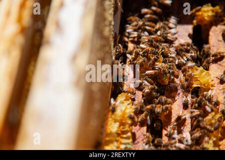 Le Monetier les bains, France. 30 juillet 2023. Abeilles en action dans une reuche, au Monetier-les-bains, France le 30 juillet 2023. Nathalie, qui est la troisième génération d’apiculteurs de sa famille, a repris l’apiculture après avoir travaillé comme gérante d’un magasin de bricolage. Photo de Thibaut Durand/ABACAPRESS.COM crédit : Abaca Press/Alamy Live News Banque D'Images
