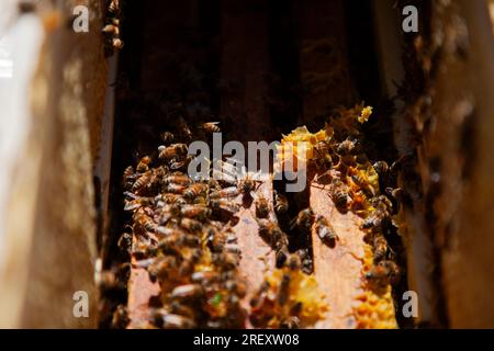 Le Monetier les bains, France. 30 juillet 2023. Abeilles en action dans une reuche, au Monetier-les-bains, France le 30 juillet 2023. Nathalie, qui est la troisième génération d’apiculteurs de sa famille, a repris l’apiculture après avoir travaillé comme gérante d’un magasin de bricolage. Photo de Thibaut Durand/ABACAPRESS.COM crédit : Abaca Press/Alamy Live News Banque D'Images