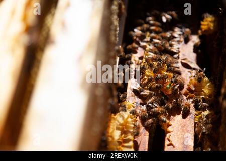 Le Monetier les bains, France. 30 juillet 2023. Abeilles en action dans une reuche, au Monetier-les-bains, France le 30 juillet 2023. Nathalie, qui est la troisième génération d’apiculteurs de sa famille, a repris l’apiculture après avoir travaillé comme gérante d’un magasin de bricolage. Photo de Thibaut Durand/ABACAPRESS.COM crédit : Abaca Press/Alamy Live News Banque D'Images