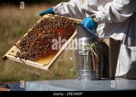 Le Monetier les bains, France. 30 juillet 2023., au Monetier-les-bains, France le 30 juillet 2023. Nathalie, qui est la troisième génération d’apiculteurs de sa famille, a repris l’apiculture après avoir travaillé comme gérante d’un magasin de bricolage. Photo de Thibaut Durand/ABACAPRESS.COM crédit : Abaca Press/Alamy Live News Banque D'Images