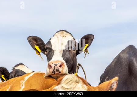 Vache nosy regardant par-dessus le dos d'une autre vache, franche et immonde, noire et blanche et un nez rose, un ciel bleu Banque D'Images