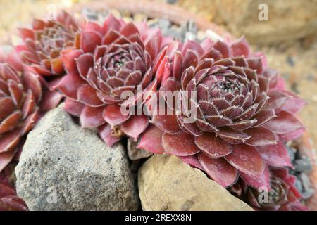 Gros plan de la vivacité exotique rocaille de jardin houseleek plante sempervivum directeur jacobs. Banque D'Images