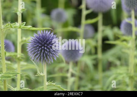 Gros plan de la plante herbacée de jardin vivace à floraison estivale bleue echinops bannaticus taplow bleu. Banque D'Images