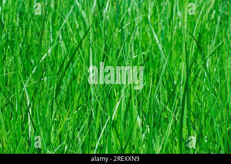 Herbe verte dans la prairie en gros plan comme arrière-plan Banque D'Images