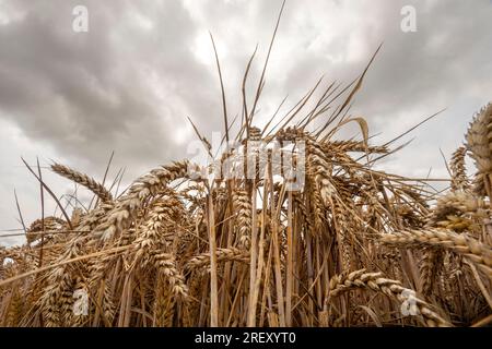 Un champ de blé avec un ciel orageux en arrière-plan, en gros plan. Banque D'Images
