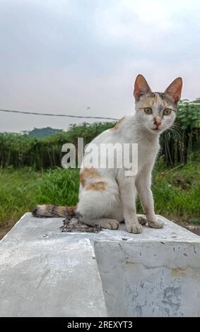 Chat assis sur le fond flou Banque D'Images