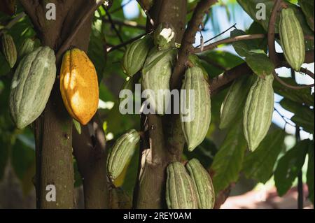 De nombreuses gousses de cacao vertes pendent sur l'arbre vue rapprochée Banque D'Images