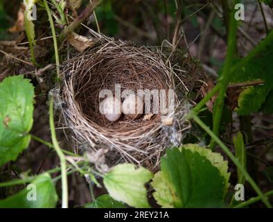 Blackcap eurasien, Sylvia atricapilla, niche avec deux œufs parmi les ronces, Londres, Royaume-Uni Banque D'Images