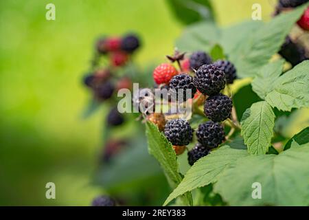 Framboise noire, Rubus occidentalis Banque D'Images