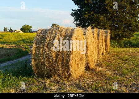 Le long d'une route rurale de terre se trouve une rangée de paille pressée en rouleaux, dans les rayons du soleil couchant. Banque D'Images