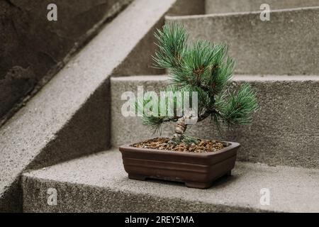 Arbre Bonsaï dans un environnement concret Banque D'Images