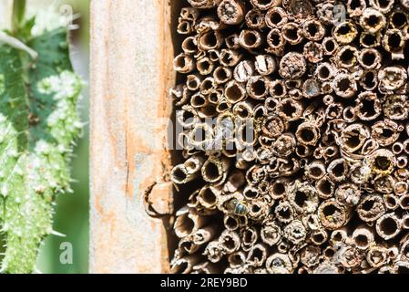 Nid d'abeille en résine à grande tête (Heriades truncorum). Une espèce autrefois rare, mais s'est répandue dans le Sud-est au cours des dernières années. Banque D'Images