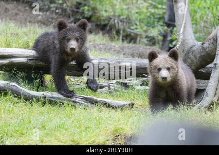 Mignon ours brun ourson frère dans un champ vert avec de l'herbe regardant la caméra. Banque D'Images