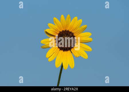 Une floraison de tournesol avec un pétale endommagé debout haut avec un ciel clair et bleu en arrière-plan par un matin ensoleillé d'été. Banque D'Images