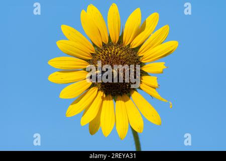 Un gros bourdon noir et jaune pollinisant une fleur de tournesol alors qu'il recueille le pollen de la fleur un matin ensoleillé d'été. Banque D'Images