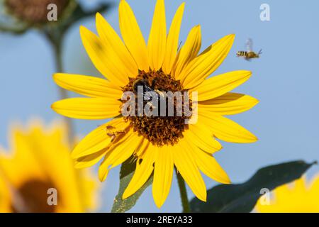 Un gros bourdon noir et jaune pollinisant une fleur de tournesol alors qu'il recueille le pollen de la fleur un matin ensoleillé d'été. Banque D'Images