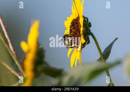 Profil d'un bourdon noir et jaune pollinisant une fleur de tournesol alors qu'il recueille le pollen de la fleur un matin ensoleillé d'été. Banque D'Images