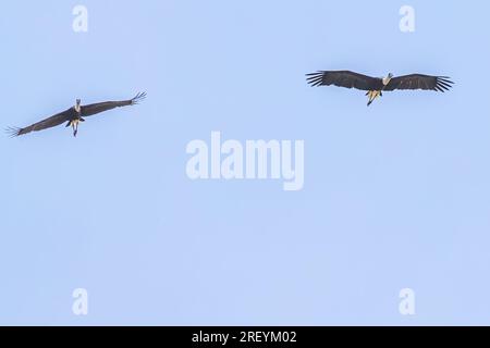 Une paire de Woolly Neck Stork dans le ciel bleu Banque D'Images