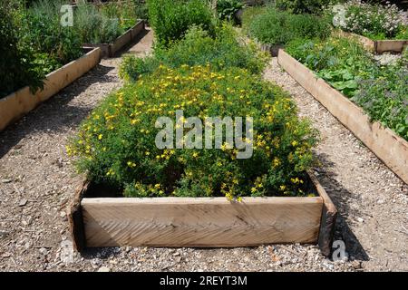 Herbe saine - Hypericum - plantes de millepertuis dans un lit de jardin. Plante médicinale tutsan florissante dans le jardin apothicaire. Médecine alternative à base de plantes. Banque D'Images