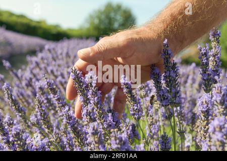 Champ d'odeur de lavande. Toucher doux de la main mâle sur les plantes en fleurs en gros plan. Fleurs fraîches violettes dans le paysage aromatique. Journée ensoleillée backgrou ciel bleu Banque D'Images