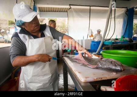 Lima, Pérou ; 1 janvier 2023 : femme qui nettoie le poisson dans le port de Chorios dans la ville de Lima au Pérou. Banque D'Images