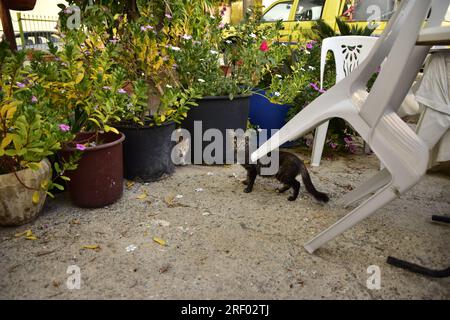 Chat est dans le jardin. Ora, Chypre. Banque D'Images