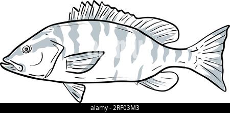 Dessin de style bande dessinée dessin illustration d'un vivaneau gris ou Lutjanus griseus poisson du golfe du Mexique sur fond blanc isolé. Banque D'Images