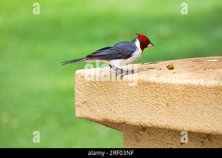 Cardinal à crête rouge. Banque D'Images