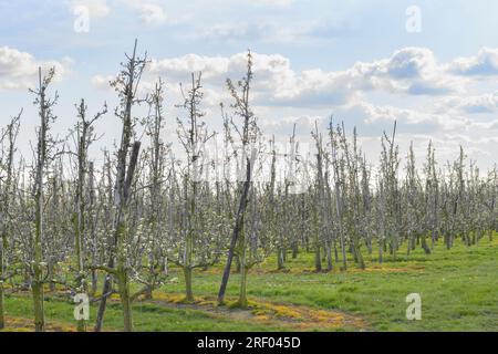 Printemps sur les plantations de poires en fleurs. Printemps beau paysage avec des poiriers. Banque D'Images