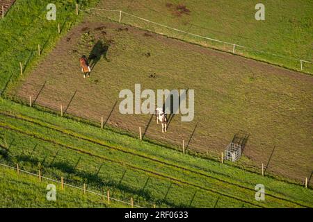 Vue aérienne des paddocks à cheval dans la campagne dans le Kent, Royaume-Uni Banque D'Images