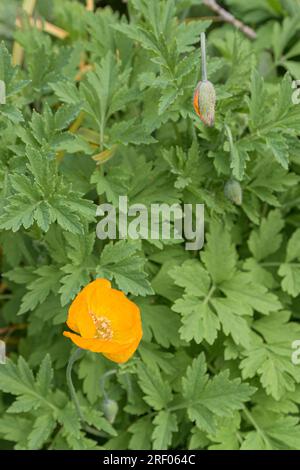 Papaver nudicaule. Famille - Papaveraceae. Arctic Poppy, coquelicot islandais. Fleur ouverte et bouton. Banque D'Images