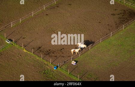 Vue aérienne des paddocks à cheval dans la campagne dans le Kent, Royaume-Uni Banque D'Images