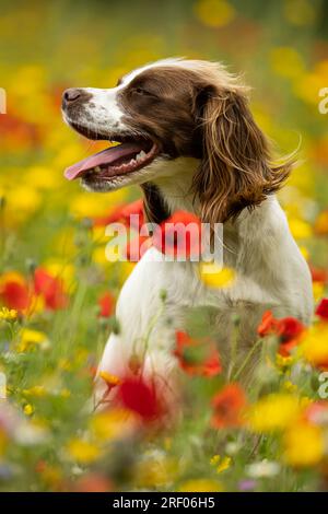 English Springer Spaniel en fleurs sauvages Banque D'Images