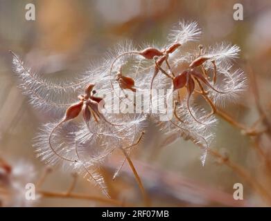 Fruit de Clématite sauvage (graines) en hiver, Clematis terniflora, une vigne envahissante japonaise. Originaire de Norvège, Équateur et asie. Banque D'Images