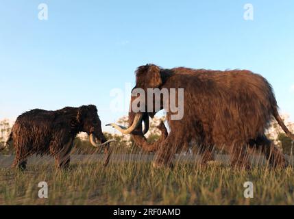 Une illustration 3D de Mammoths Woolly dans un champ au coucher du soleil. Banque D'Images