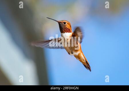 Un colibri mâle roux (Selasphorus rufus) plane près d'une maison dans le sud de la Californie. Banque D'Images