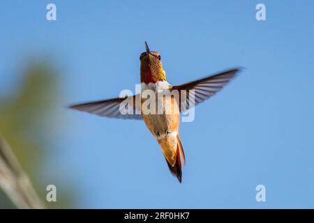 Un colibri mâle roux (Selasphorus rufus) plane près d'une maison dans le sud de la Californie. Banque D'Images