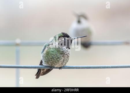 Deux colibris d'Anna (Calypte anna) sont assis sur une cage à tomates dans le sud de la Calidfornia. Banque D'Images