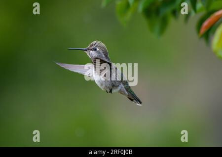 Un colibri noir femelle/mâle immature (Archilochus alexandri) plane près d'un buisson. Banque D'Images