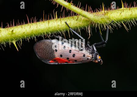 Une lanterne tachetée adulte (Lycorma delicatula), une espèce envahissante en Amérique du Nord en provenance d'Asie, est suspendue à un torse. Banque D'Images