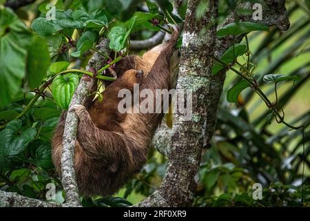 Paresseux à deux orteils avec bébé à la recherche de nourriture dans la forêt tropicale du Panama Banque D'Images