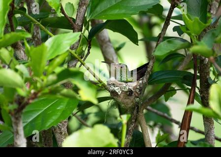 Petit colibri à queue rousse dans son nid Banque D'Images