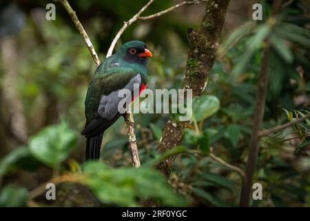 Vue latérale perchée sur le Trogon à queue de Slaty Banque D'Images