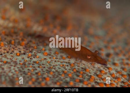 Crevettes étoilées, Zenopontonia soror, sur Cushion Star, Culcita novaeguineae, California Dreaming site de plongée, Lembeh Straits, Sulawesi, Indonésie Banque D'Images